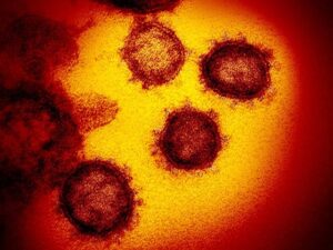新型コロナウイルス感染症（COVID19）