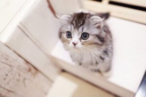 かわいい猫の写真
