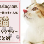 フォロワー数の多い猫インスタグラマー11選まとめ